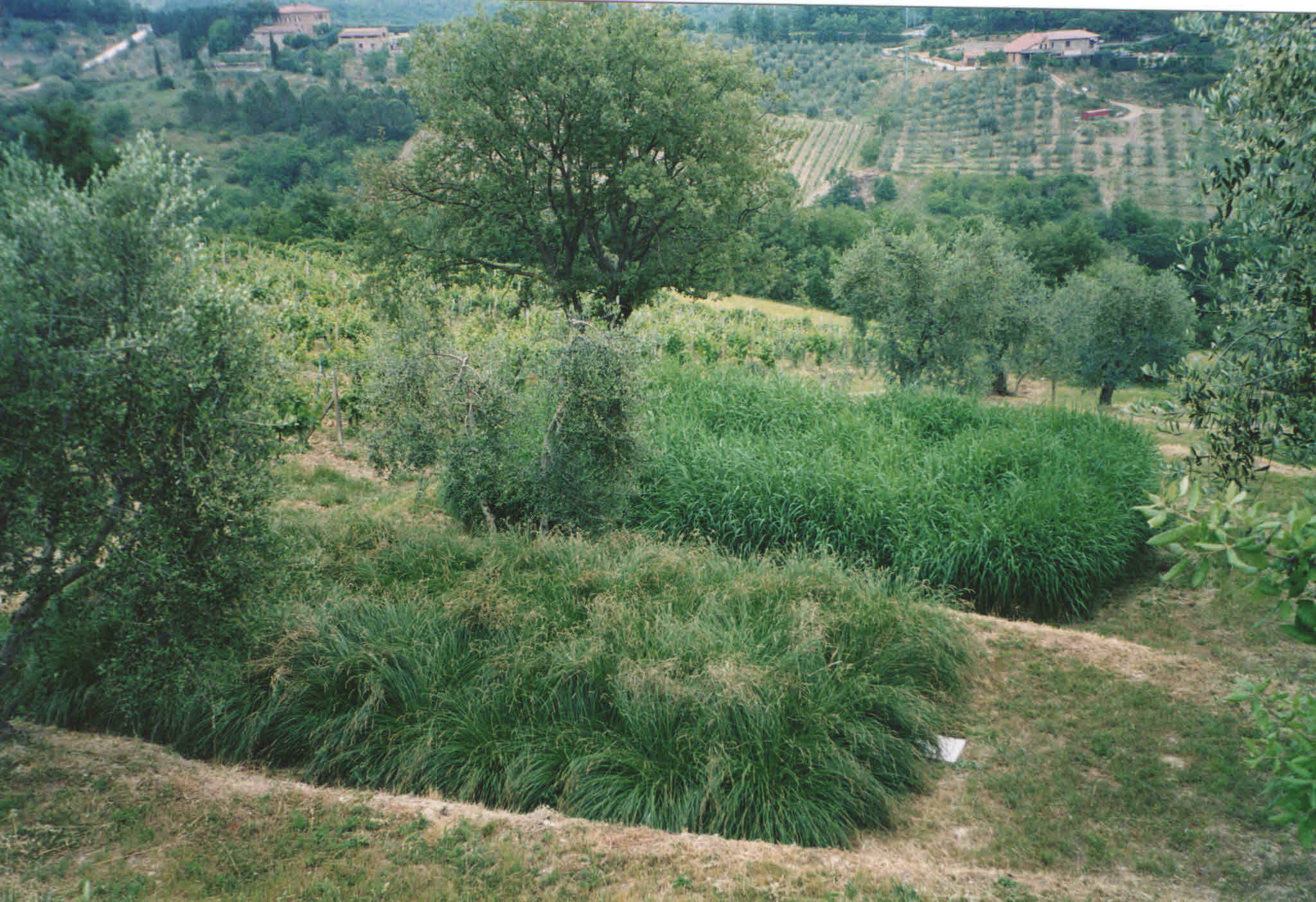 Impianto di fitodepurazione agricola Miscanello